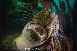 A very friendly grey seal who spent 45 minutes with us at... by Dave Baker 
